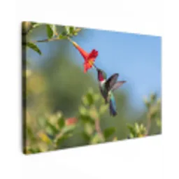 Kolibrie - Bloem - Natuur - Groen canvas 2cm klein -z3d