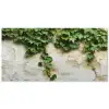 Klimop - Muur - Groen Balkonbeschermer Duitsland klein -zz_3d