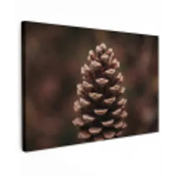 Dennenappel - Bos - Herfst - Bruin - Sfeervol canvas 2cm klein -z3d