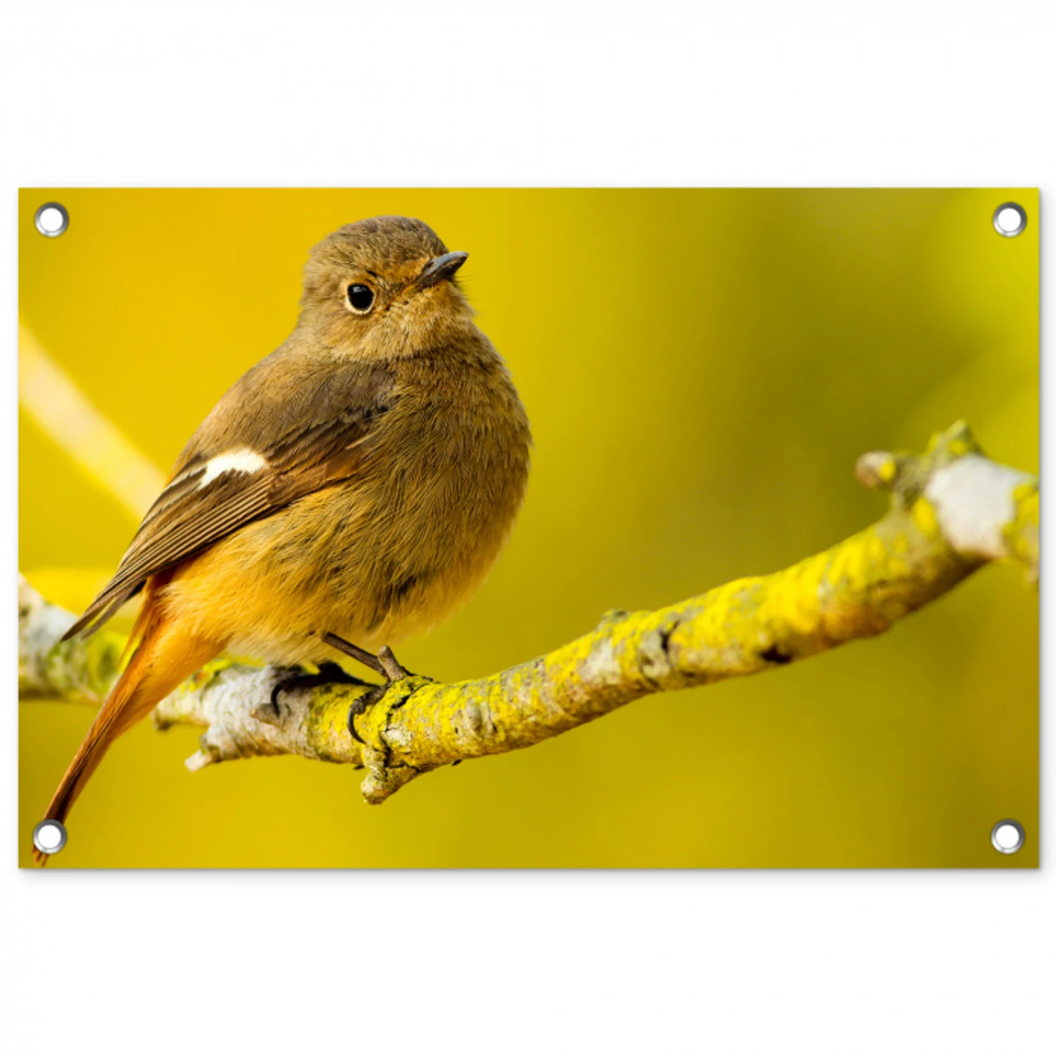 Dieren - Vogel - Tak tuinposter los doek klein -3d