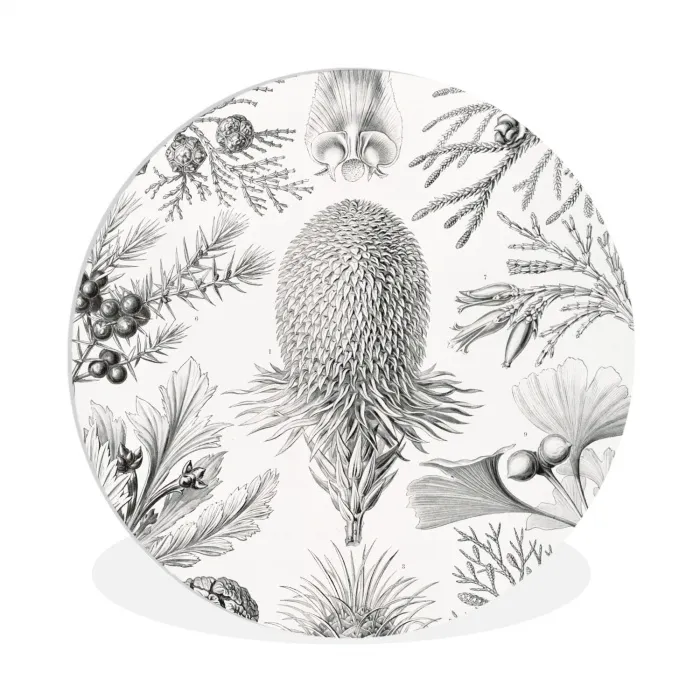 Tuinposter zwart wit - Ernst Haeckel - Kunst - Retro - Tuin Wandcirkel kunststof plaat 5mm dik klein -3d