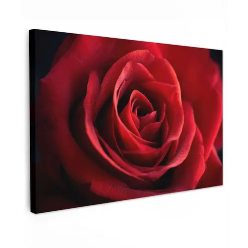 Rood - Roos - Romantisch canvas 2cm klein -z3d