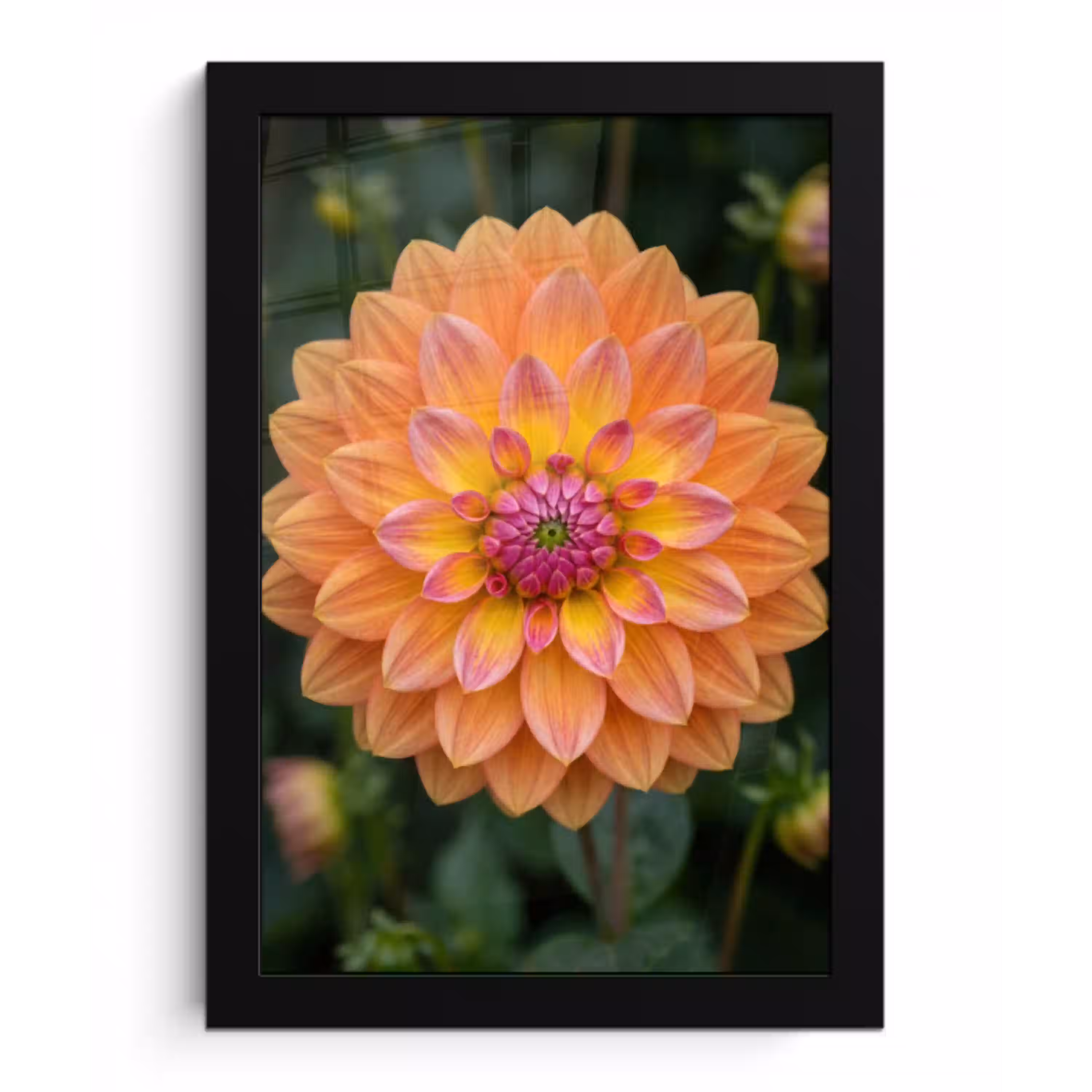Dahlia - Bloem - Oranje fotolijst zwart zonder passe partout klein -3d