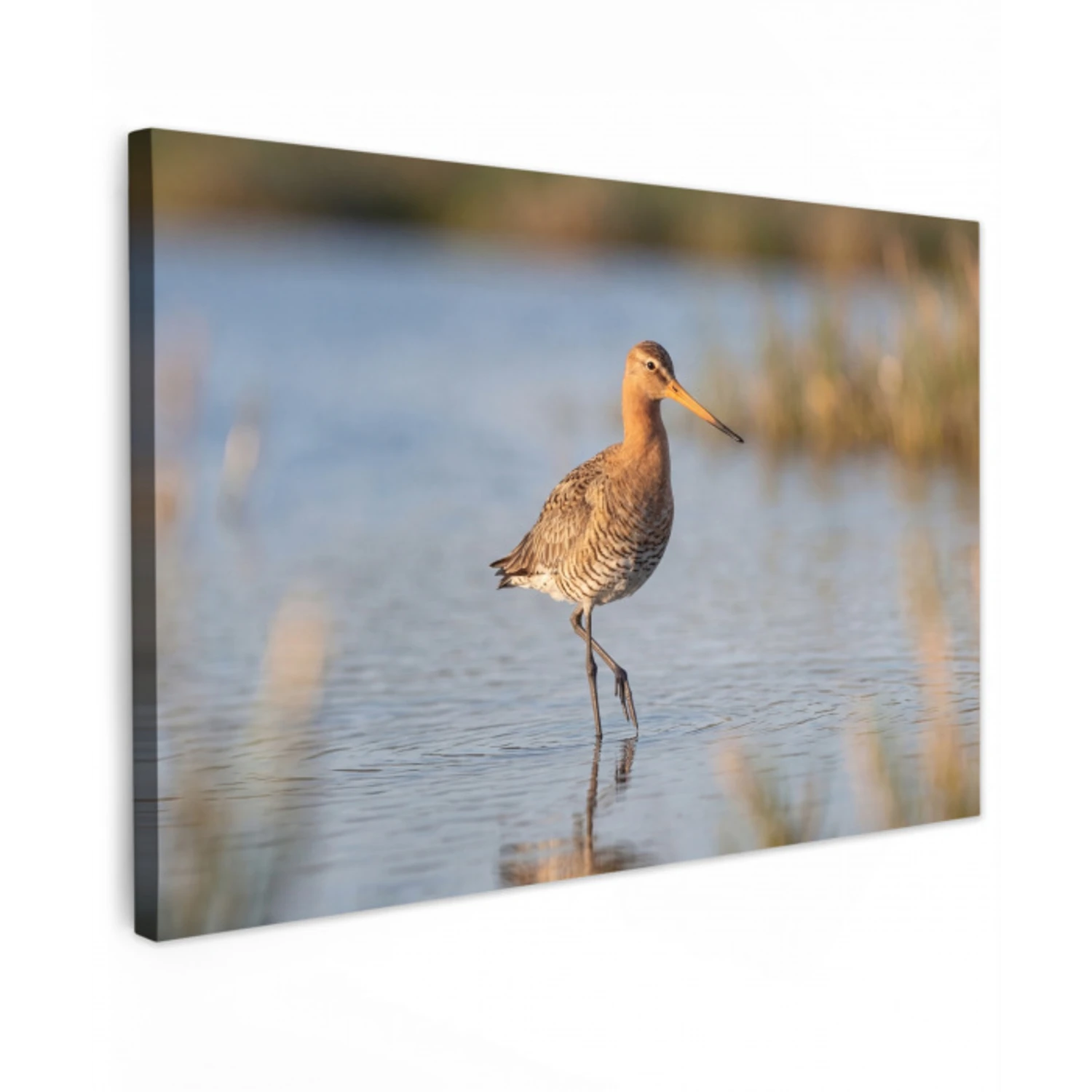 Vogel - Steltloper - Water - Natuur canvas 2cm klein -z3d