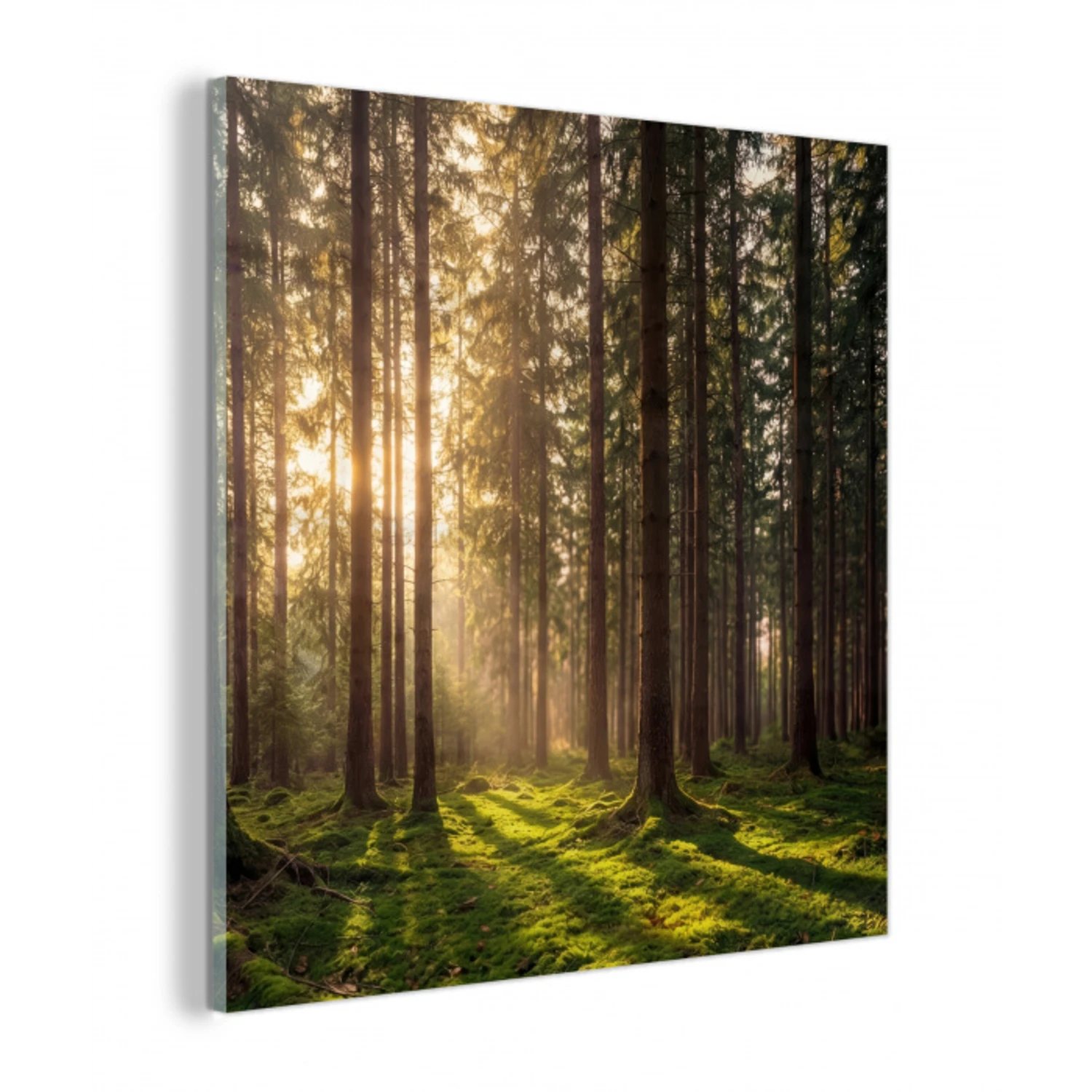 Bos - Gras - Zonlicht plexiglas 5mm klein -z3d