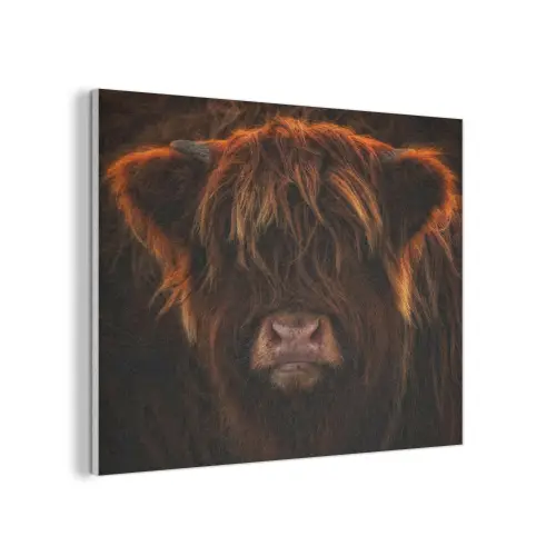 Schotse Hooglander - Koe - Portret - Dieren PET vilt klein -3d