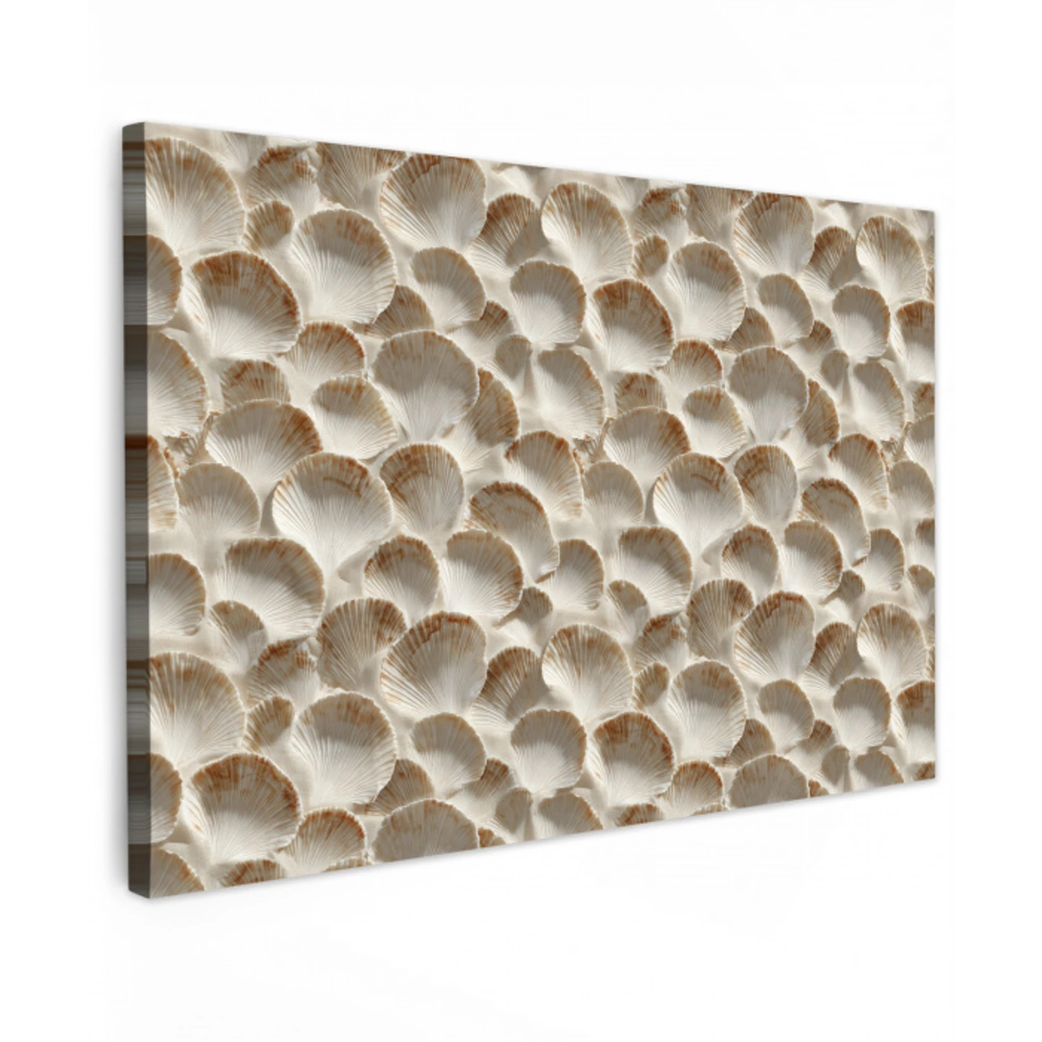 Schelpen - Waaiervorm - Wit canvas 2cm klein 34 -z3d