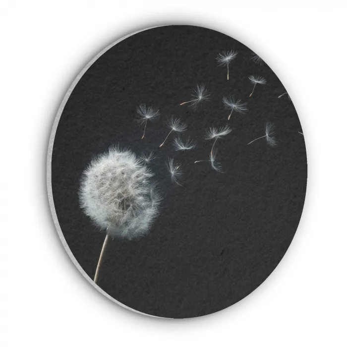 Paardenbloem - Zwart - Natuur Akoestische PET Vilt - Rond klein -3d