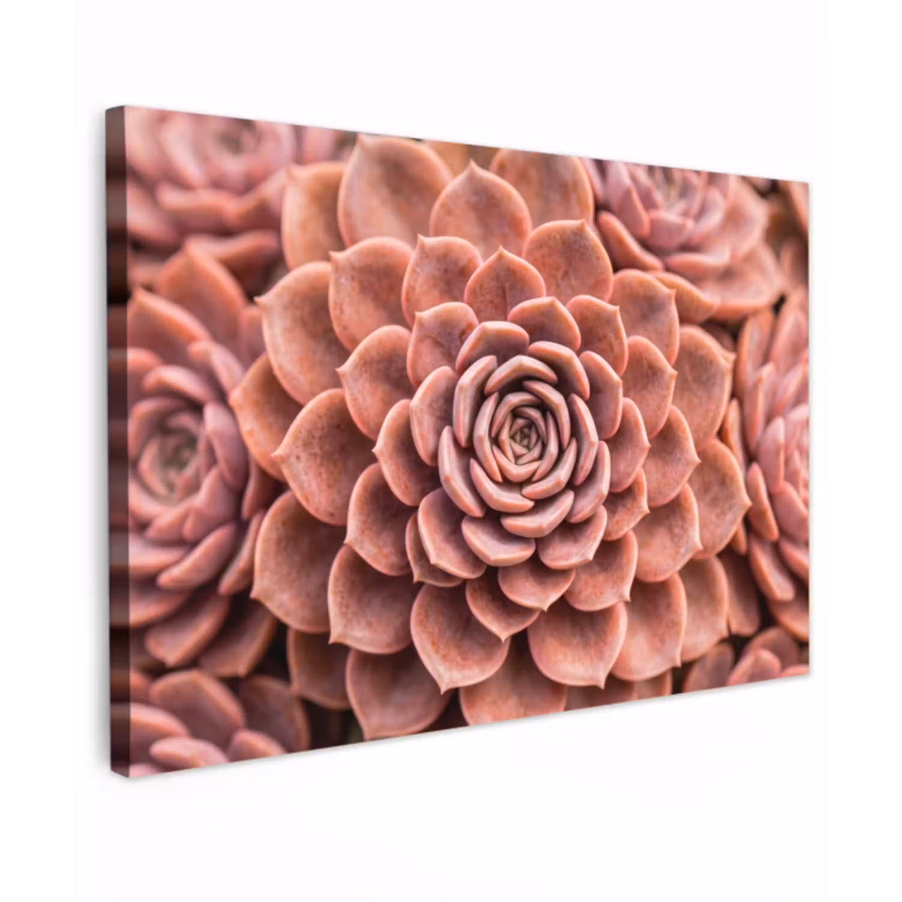 Vetplant - Organisch - Roze Tuinposter op houten frame 2 cm dik klein -3d