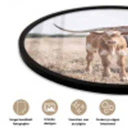 Texas Longhorn - Kalf - Weide - Dieren Fotolijst rond zonder passe partout klein -closeup_NL