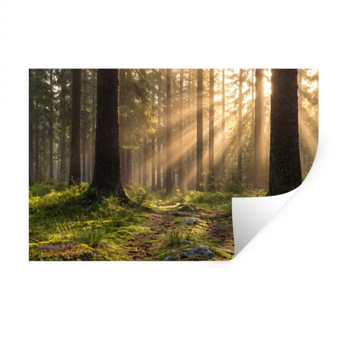 Bos - Zonlicht - Gras Muursticker klein -3d