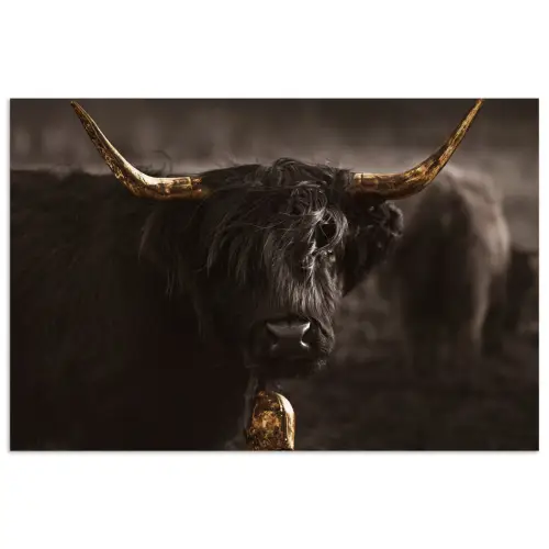 Schotse hooglander - Goud - Koebel - Hoorns - Dieren poster papier klein -3d