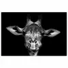 Giraffe - Portret - Dieren - Zwart - Wit poster papier klein -3d
