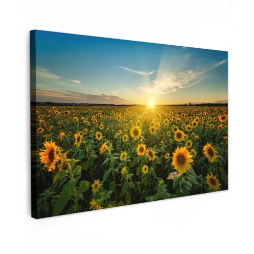 Zonsondergang - Bloemen - Zonnebloem - Horizon - Landschap canvas 2cm klein -z3d