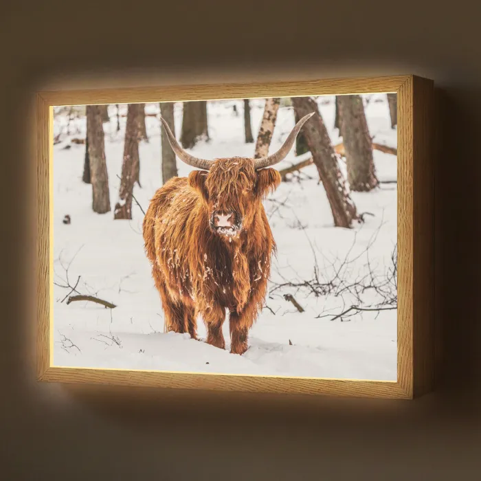 Schotse Hooglander - Sneeuw - Winter - Natuur - Dieren Light Box met batterij (Wandlamp) middel -z3d_website