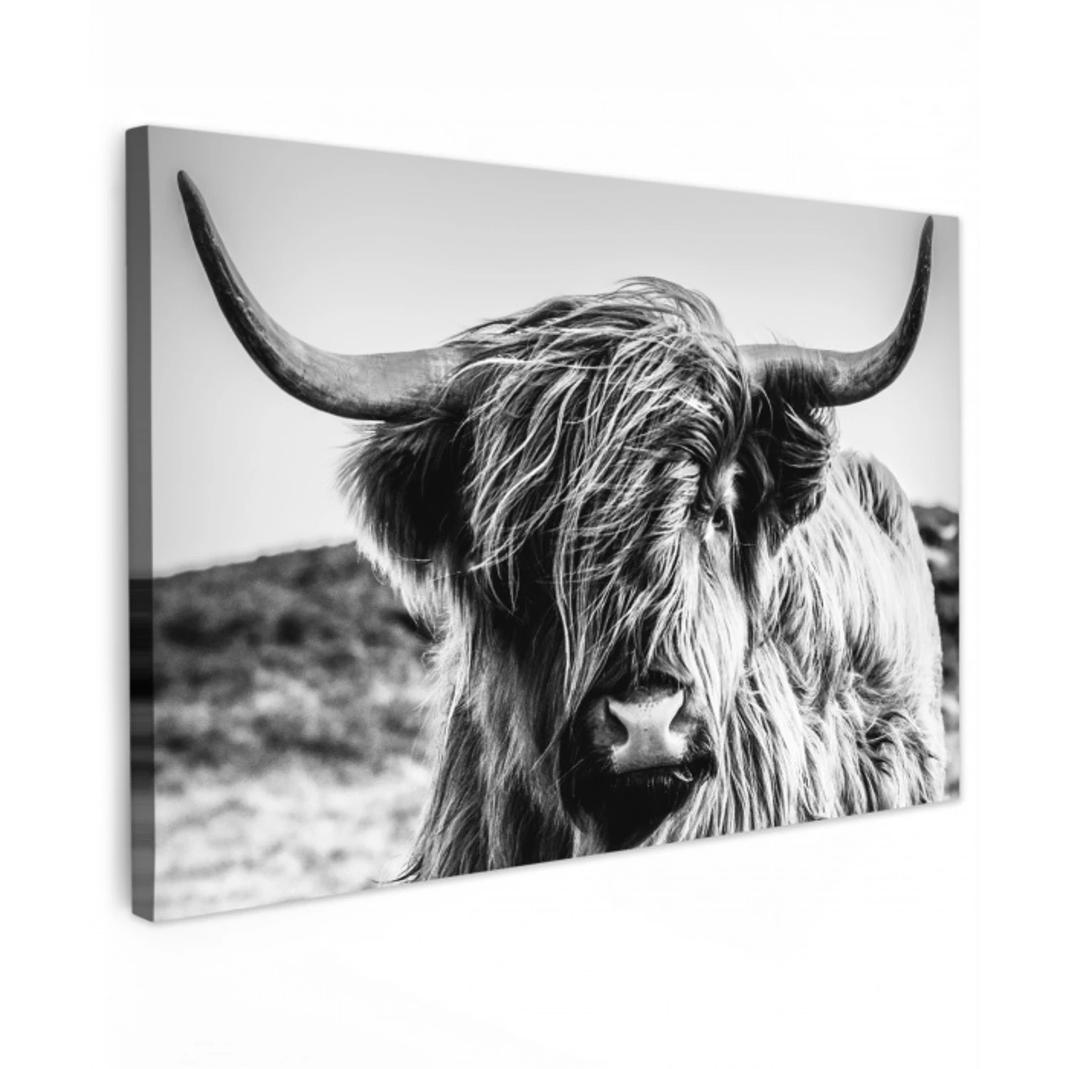 Schotse hooglander - Close up - Horens - Vacht - Zwart Wit canvas 2cm klein -z3d