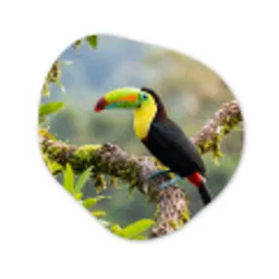 Toekan - Jungle - Natuur - Kleurrijk Wandcirkel Organisch Forex 3mm klein -3d