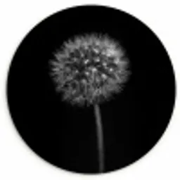 Paardenbloem - Zwart - Bloemen - Botanisch Wandcirkel kunststof plaat 5mm dik klein -3d