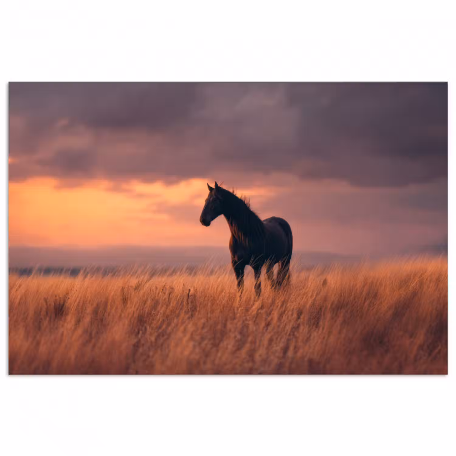 Poster - Pferd - Wolken - Offenes Feld