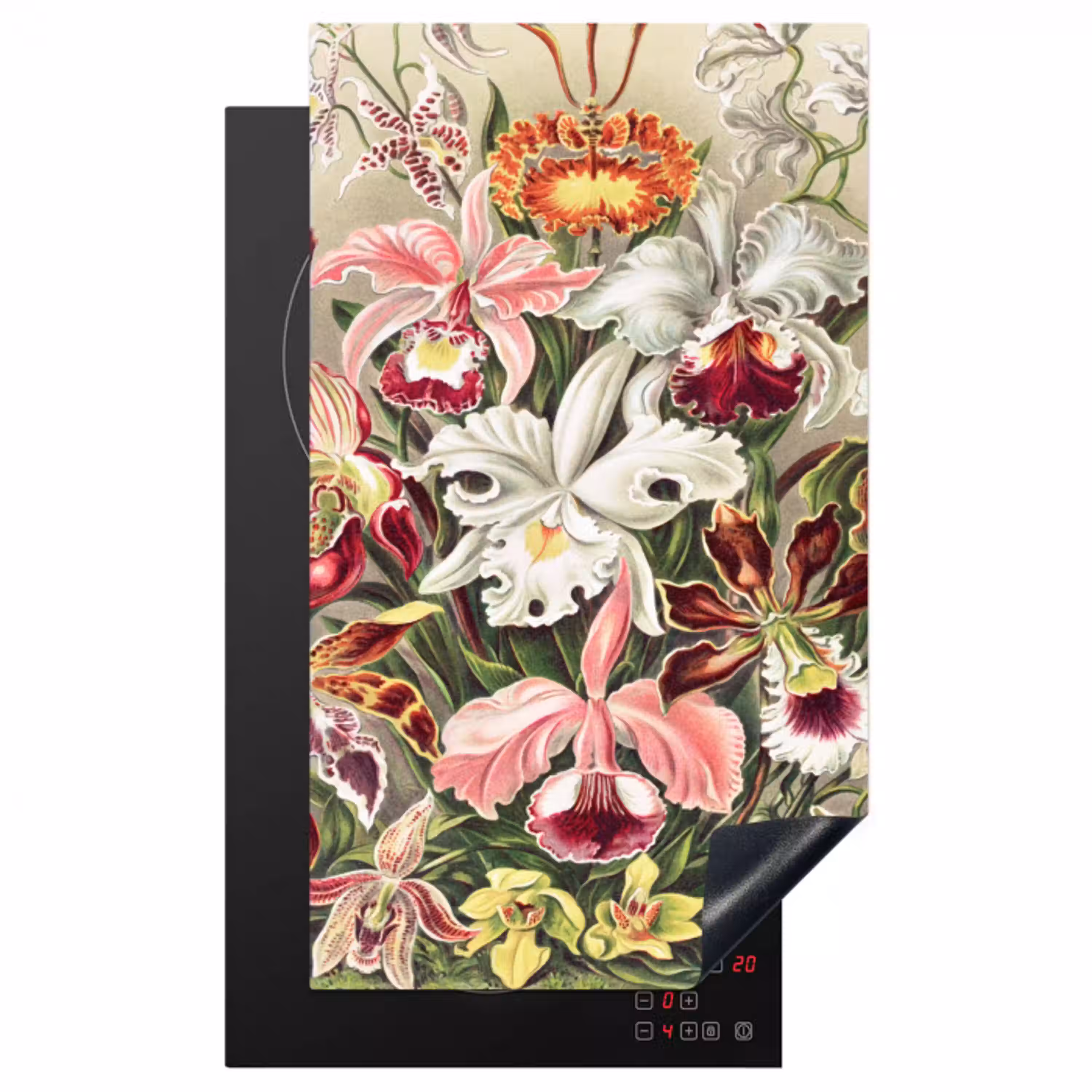 Bloemen - Ernst Haeckel - Vintage - Orchidee Inductie beschermer vinyl 3mm middel -3d