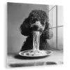 Poedel - Hond - Zwart - Wit - Schattig - Pasta plexiglas 5mm klein -zzzproduct_nieuw