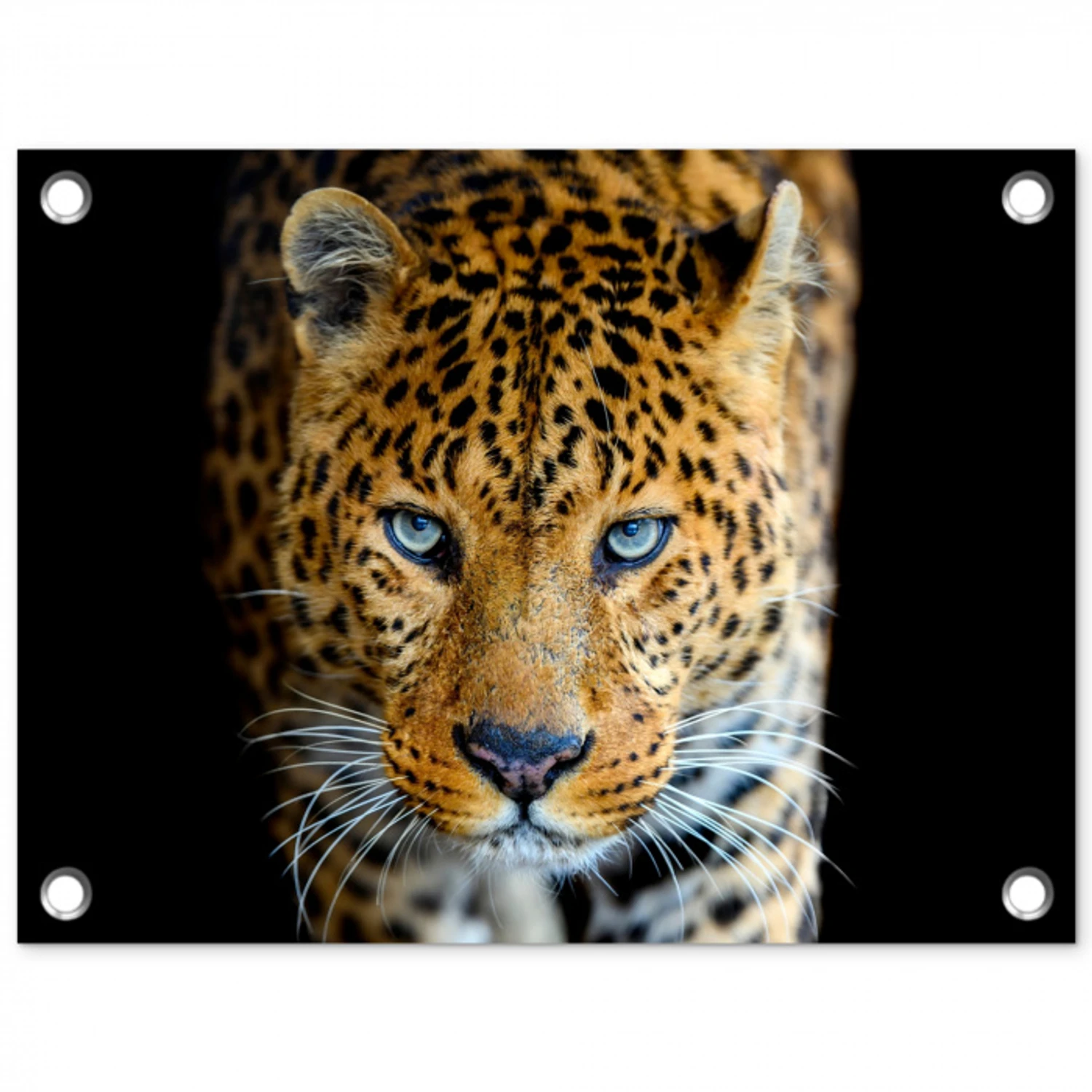 Luipaard - Dieren - Portret - Wilde dieren - Zwart tuinposter los doek klein -3d