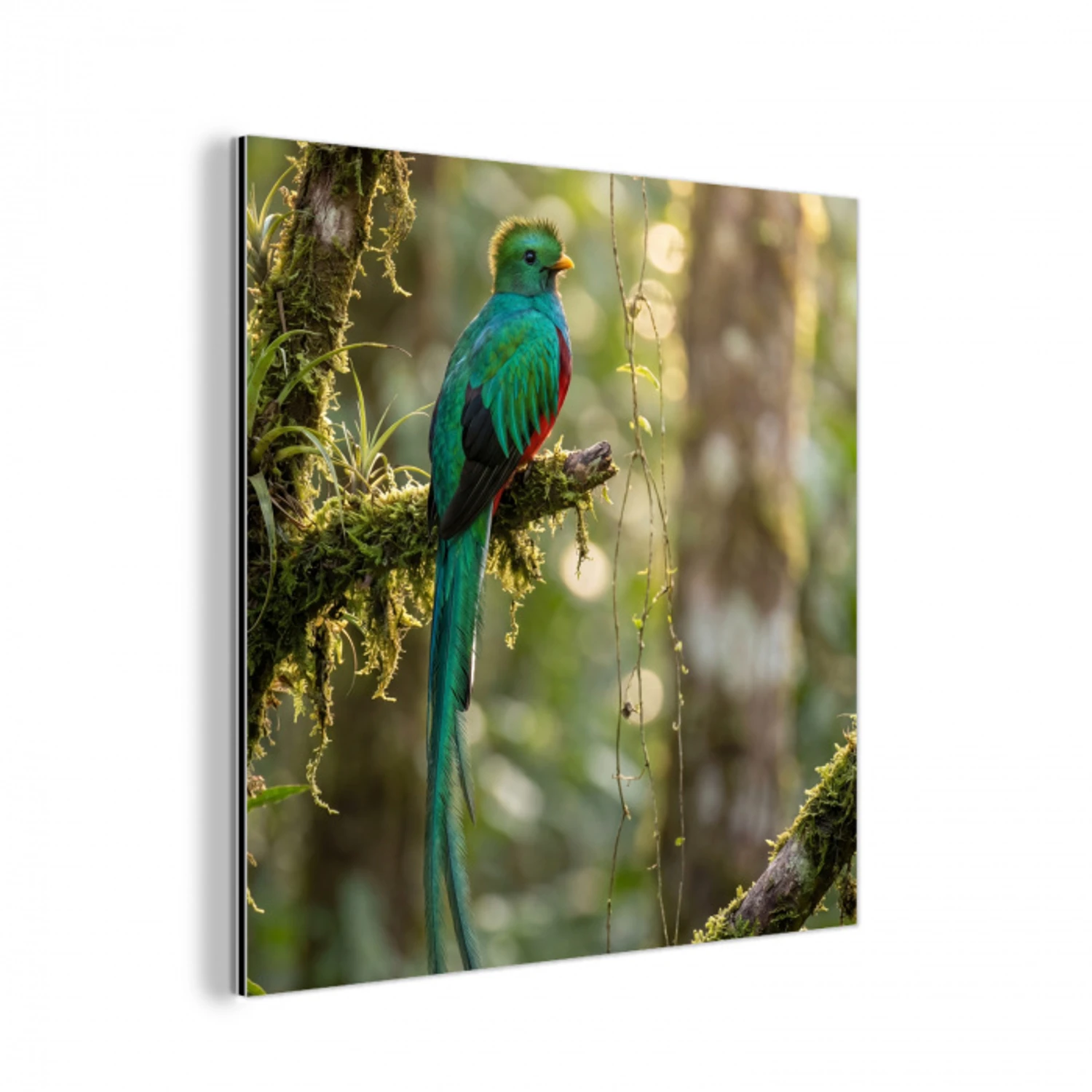 Quetzal - Jungle - Natuur - Groen aluminium wit klein -3d