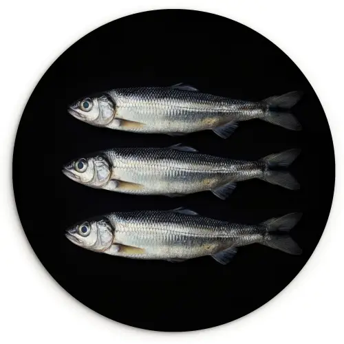 Haring - Vissen - Zwart Wandcirkel kunststof plaat 5mm dik klein -3d