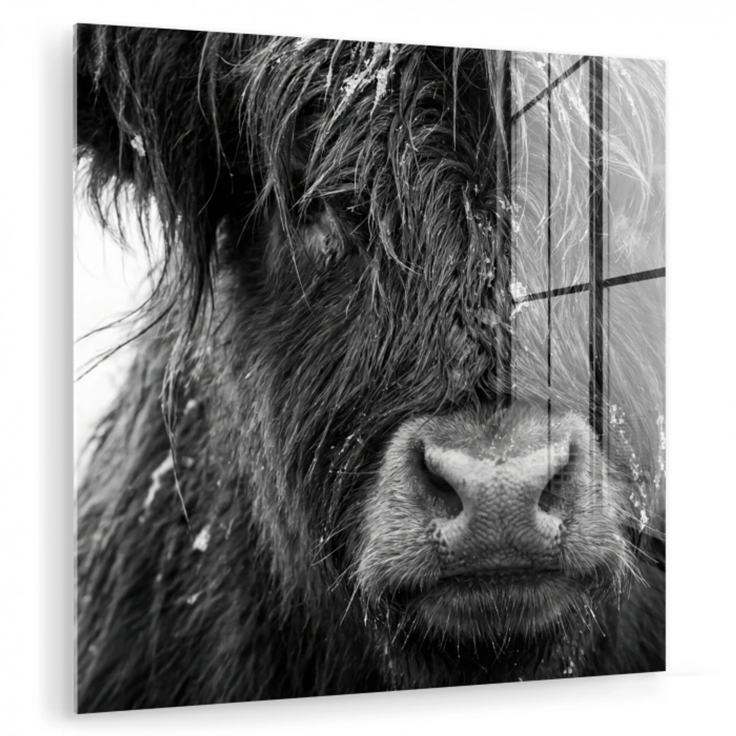 Schotse hooglander - Zwart - Wit - Sneeuwvlokken plexiglas 5mm klein -zzzproduct_nieuw