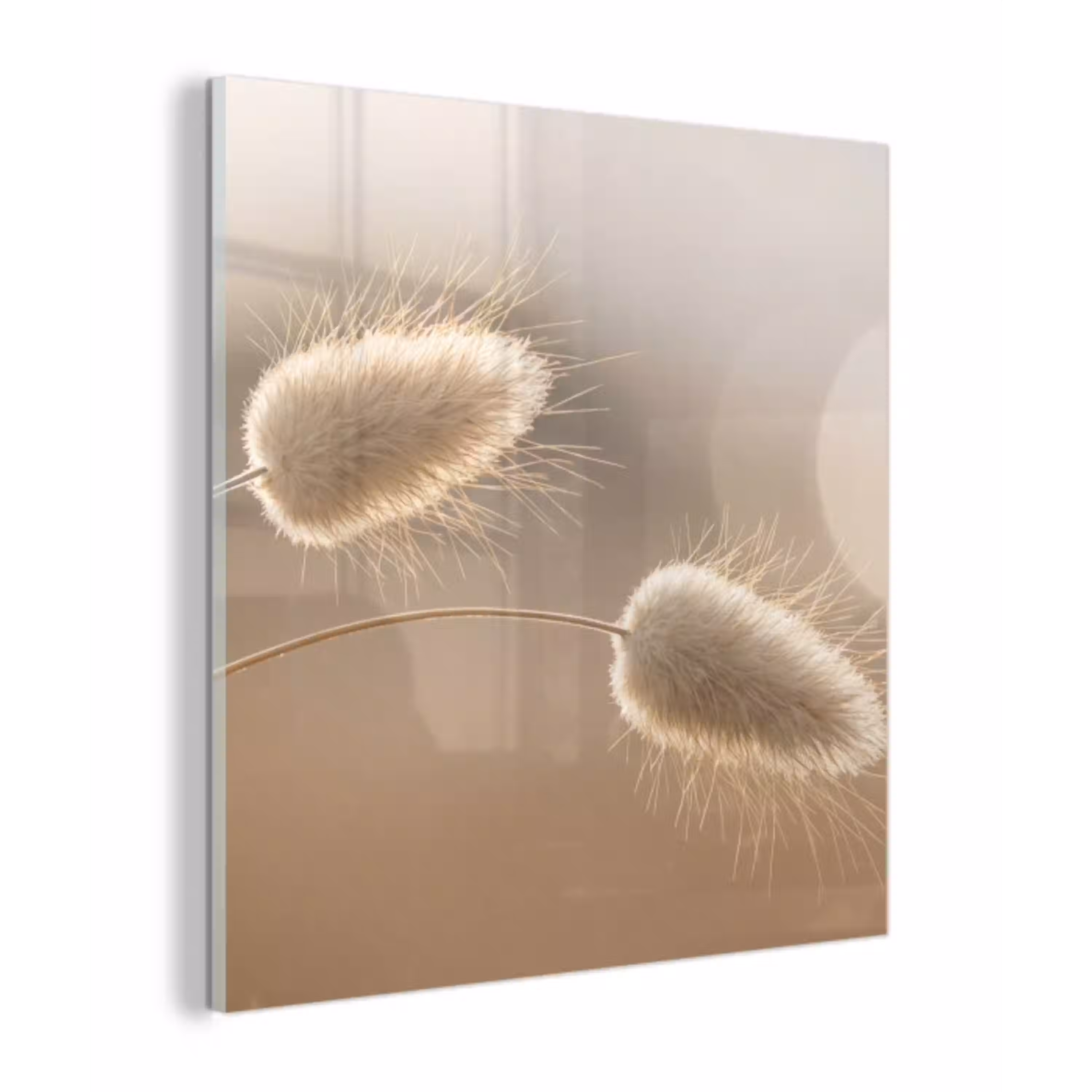 Hazestaartgras - Graanharen - Zonlicht plexiglas 5mm klein -z3d