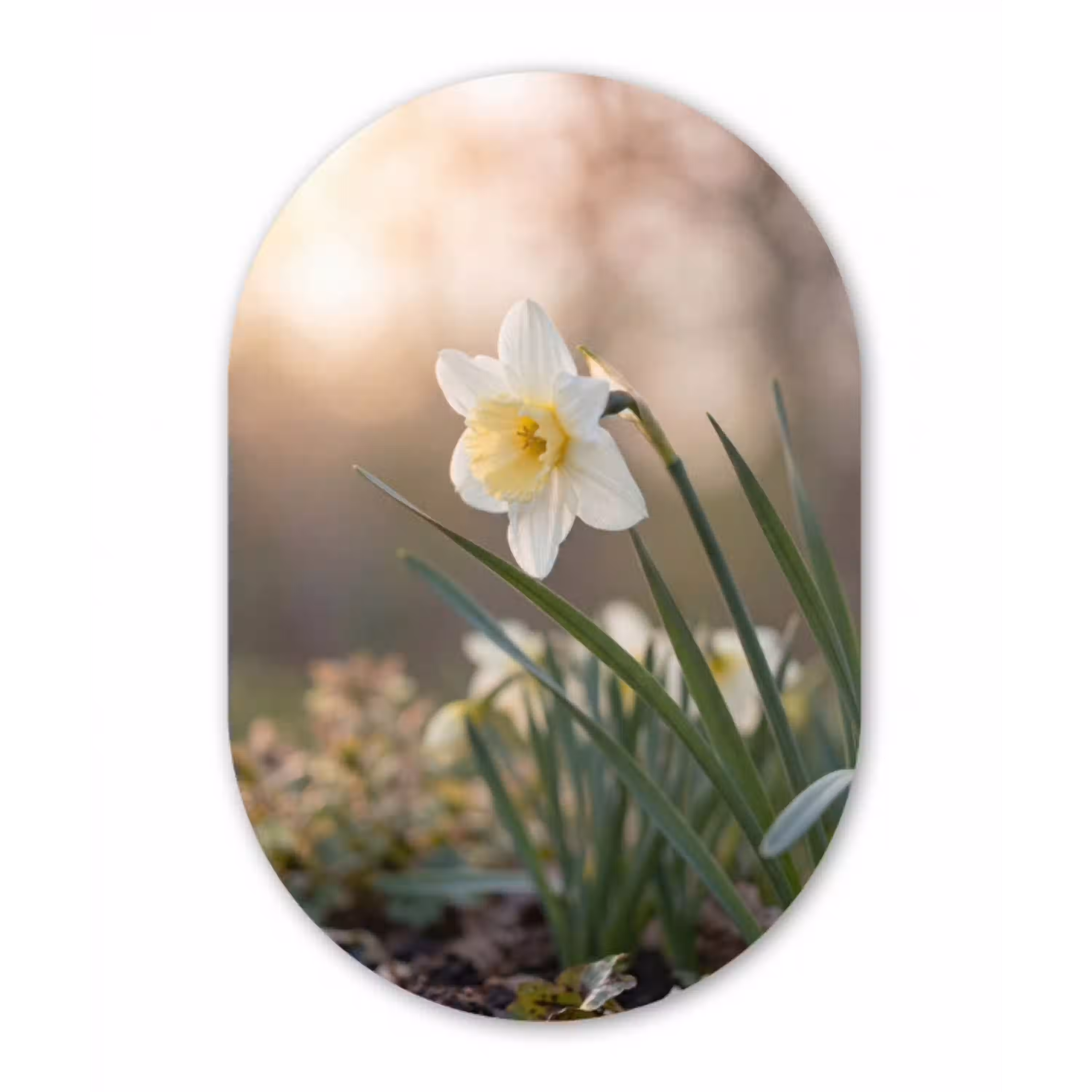 Narcis - Bloem - Minimalistisch Wandcirkel Ovaal Aluminium middel -3d