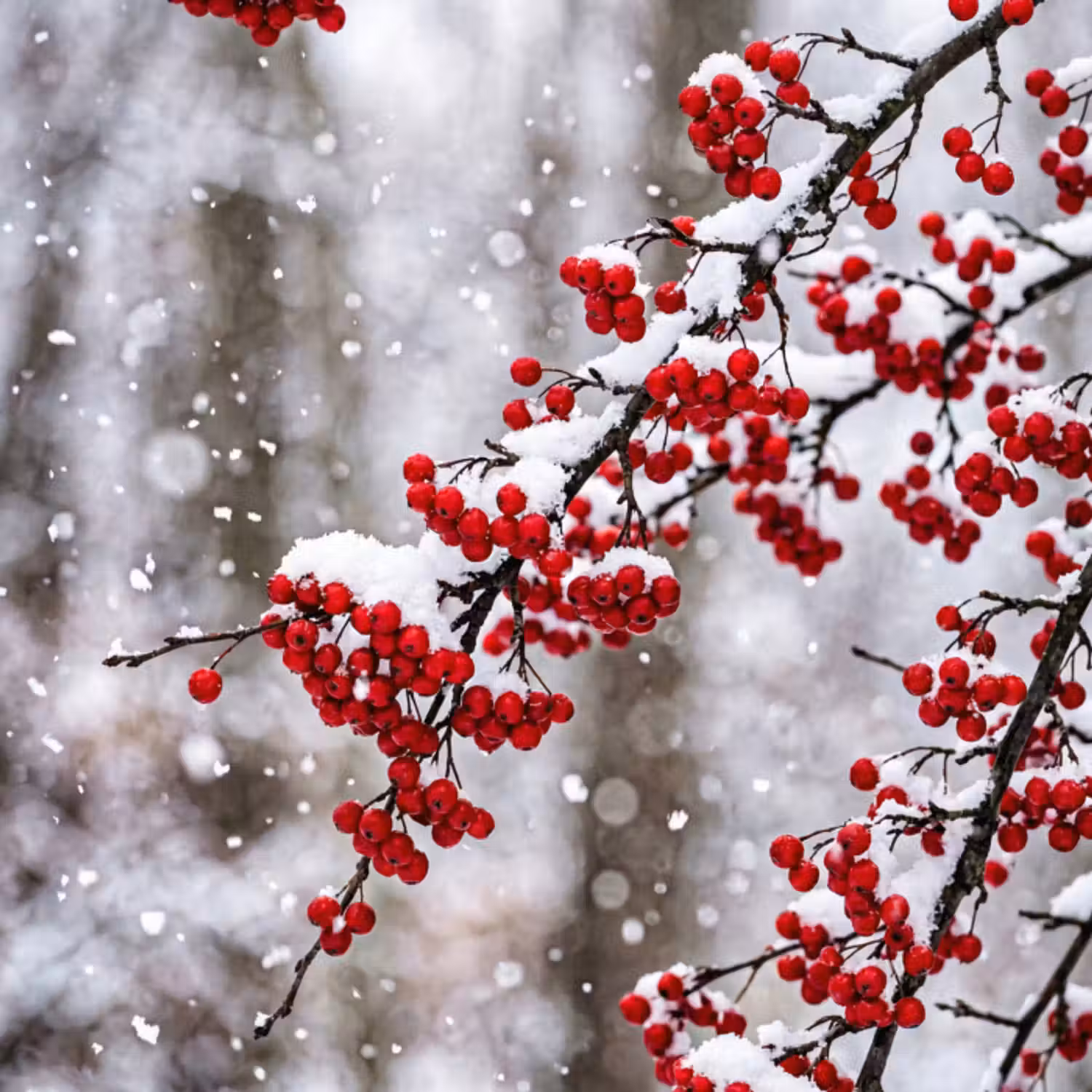 Behang - Bessen - Takken - Sneeuw - Winter - Kleurrijk