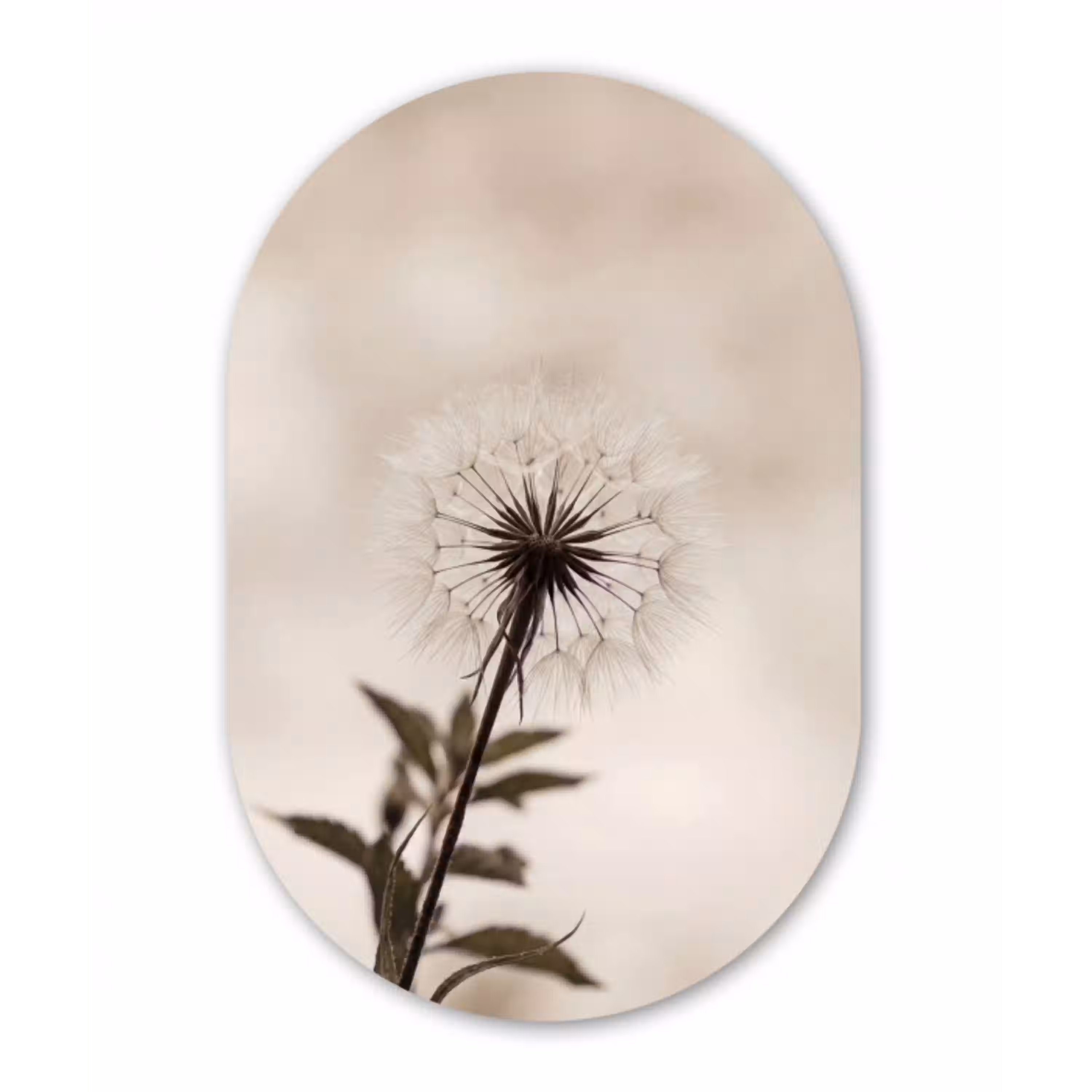 Paardenbloem - Minimalistisch - Wit Wandcirkel Ovaal Aluminium middel -3d