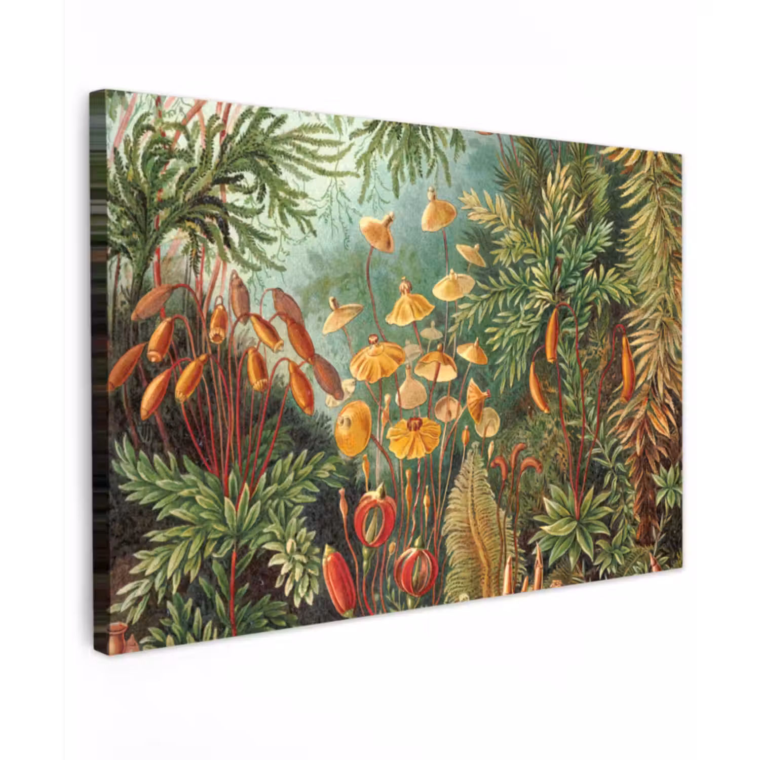 Canvas schilderij - Design - Natuur - Paddenstoelen - Ernst Haeckel