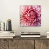 Dahlia - Bloem - Close up - Roze plexiglas 5mm klein -sfeer1