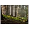 Zon - Takken - Bomen - Bos - Natuur poster papier klein -3d