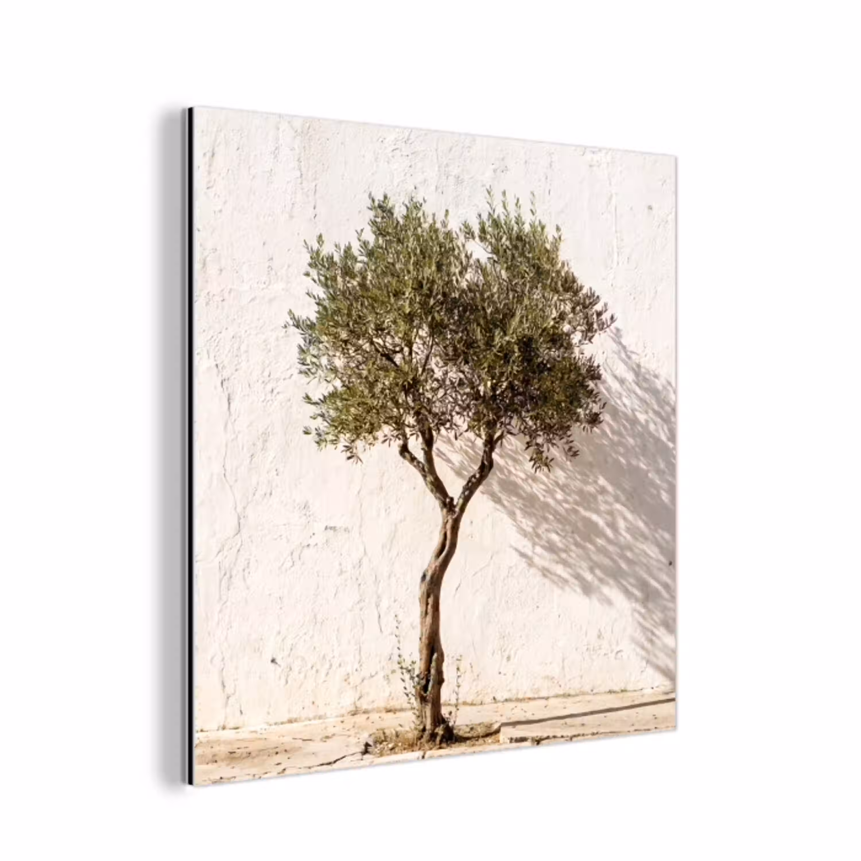 Olijfboom - muur - wit aluminium wit klein -3d