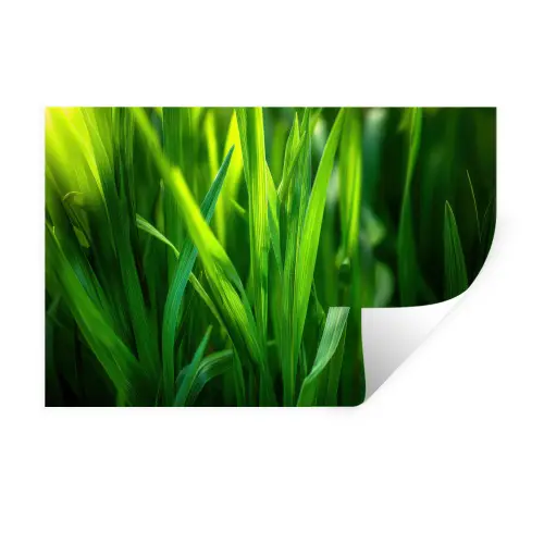 Grassprieten - Lichtinval - Groen Muursticker klein -3d