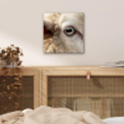 Schaap - Oog - Wit aluminium wit klein -sfeer3