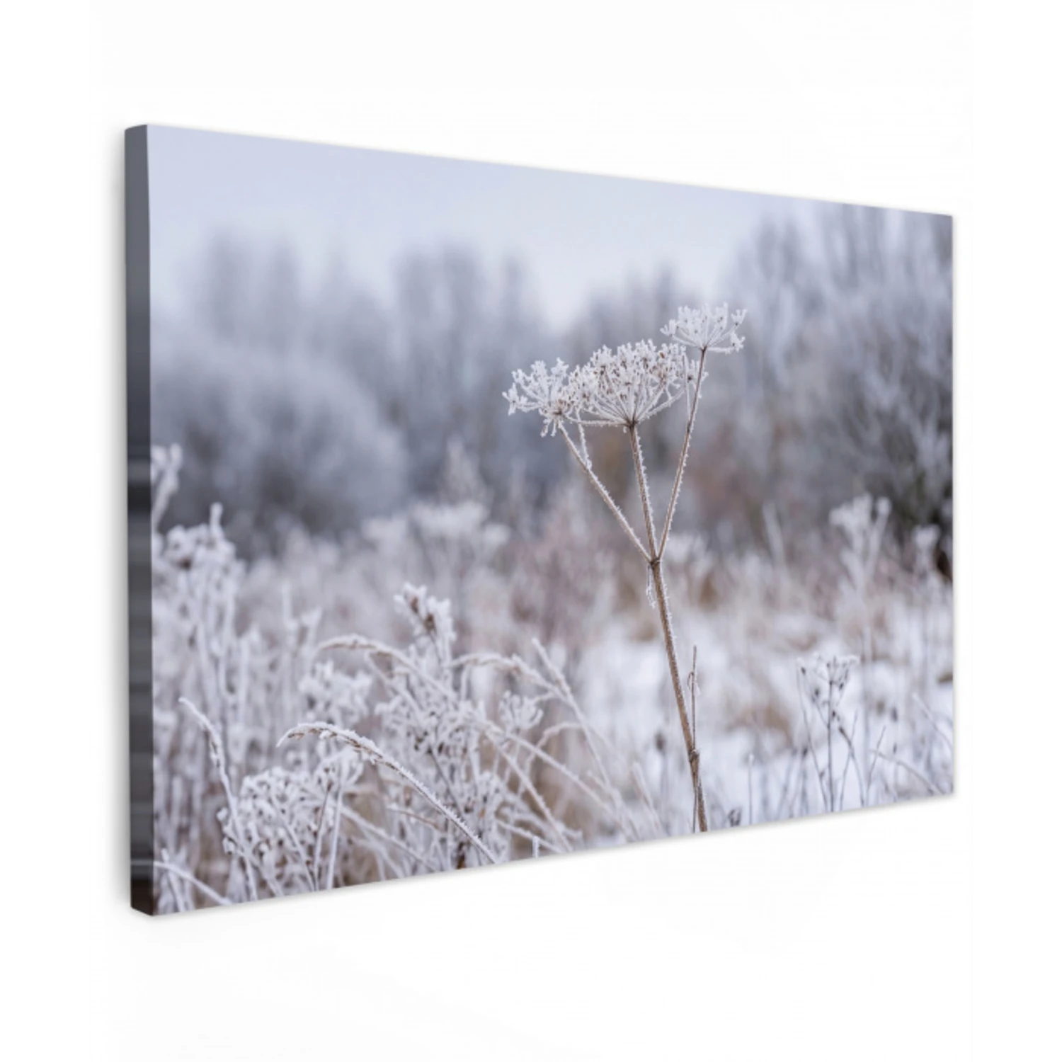 Schermbloem - Rijp - Kristallen - Winter - Delicaat canvas 2cm klein -z3d