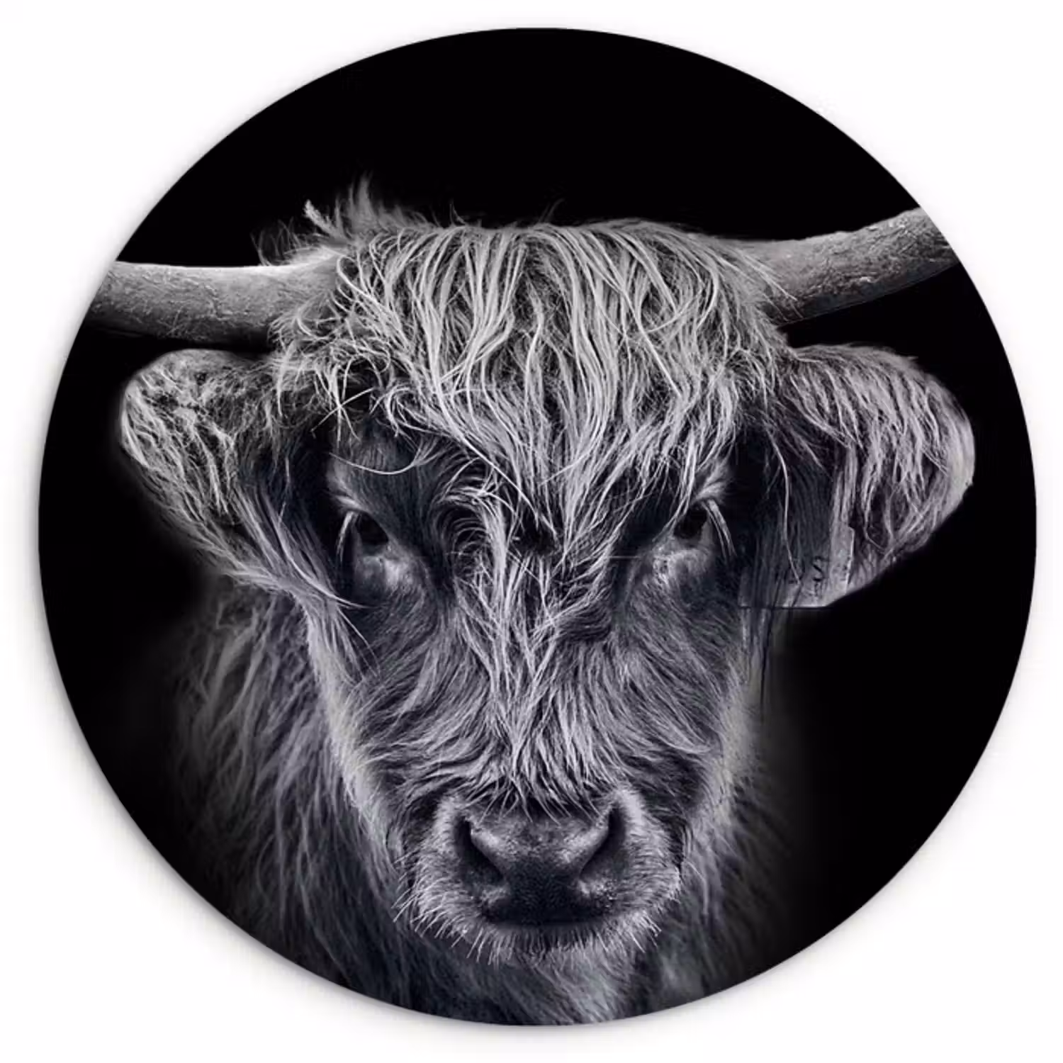 Muurcirkel - Schotse hooglander - Zwart - Koe - Dieren