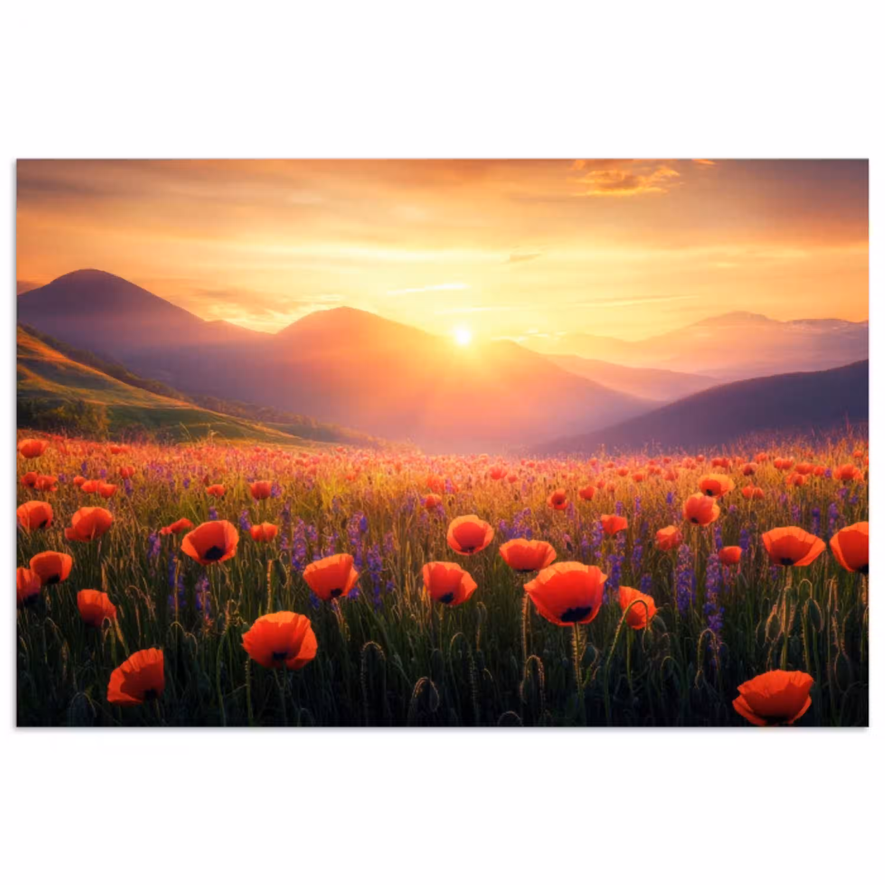Landschap - Zonsondergang - Bloemenveld poster papier klein -3d