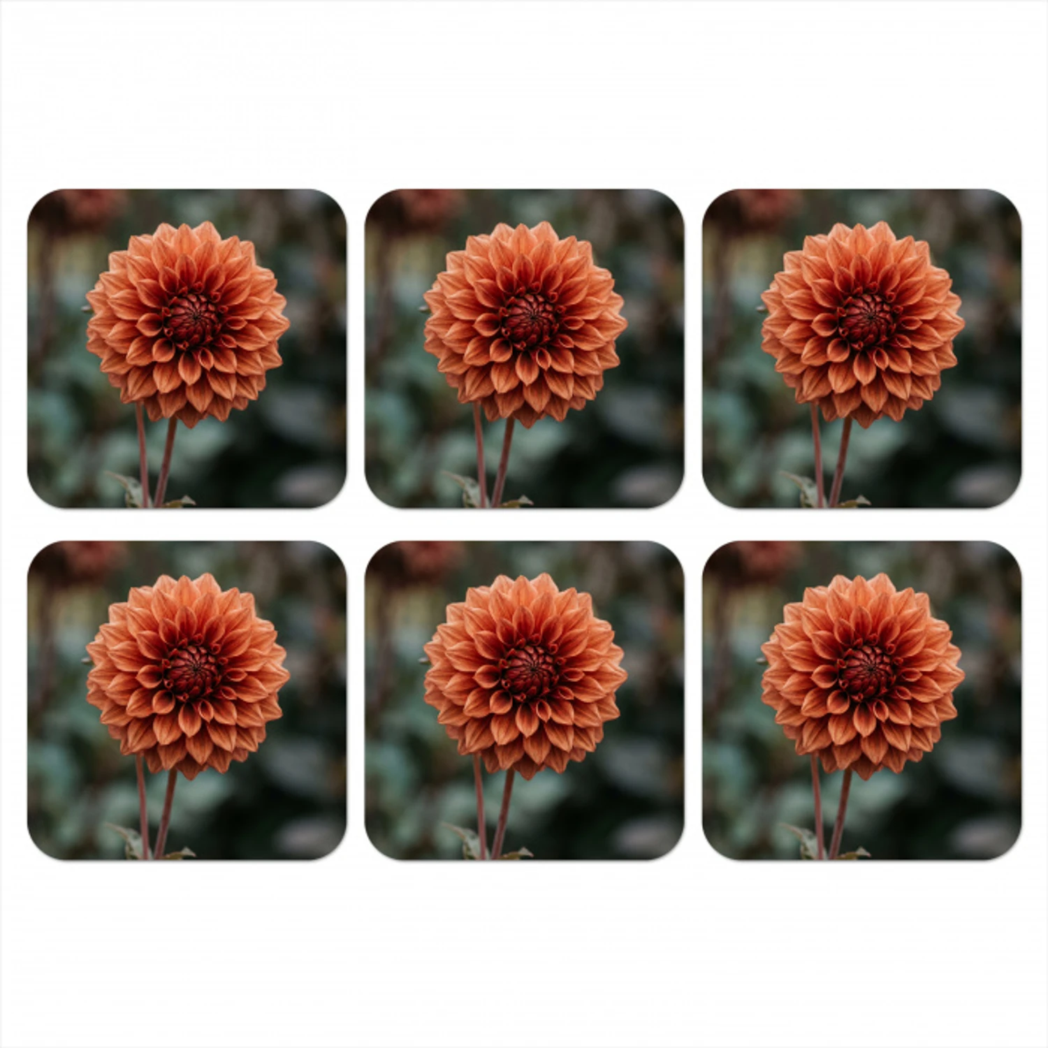 Dahlia - Bloem - Natuur - Sfeervol onderzetter kurk middel -3d