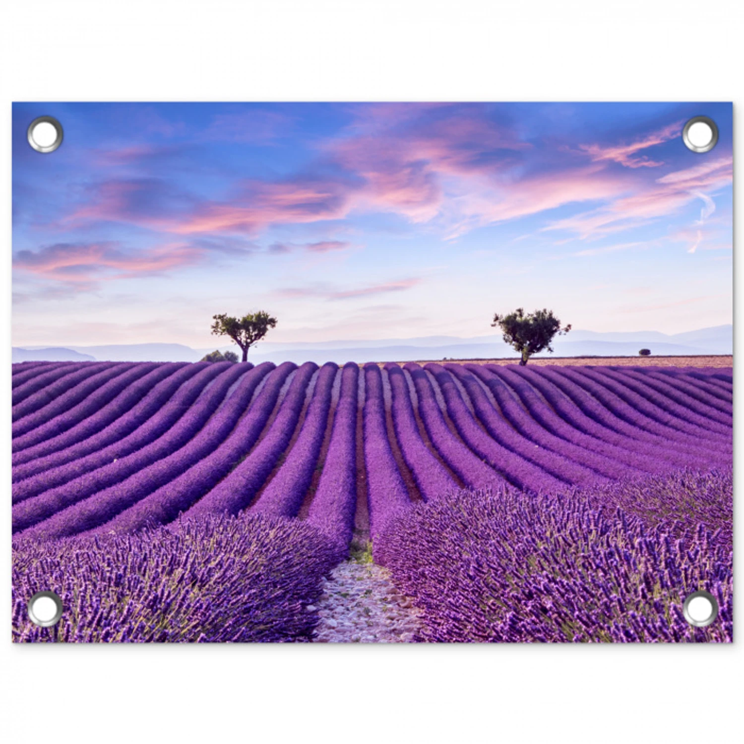 Perfecte lavendelrijen bij zonsopgang tuinposter los doek klein -3d