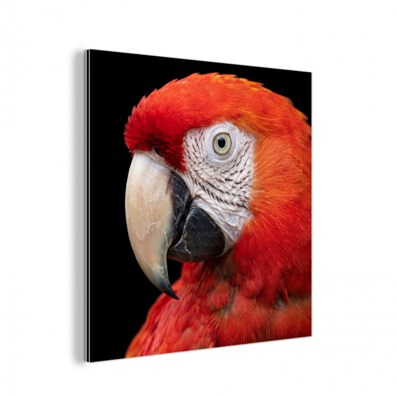Ara - Portret - Rood aluminium wit klein -3d