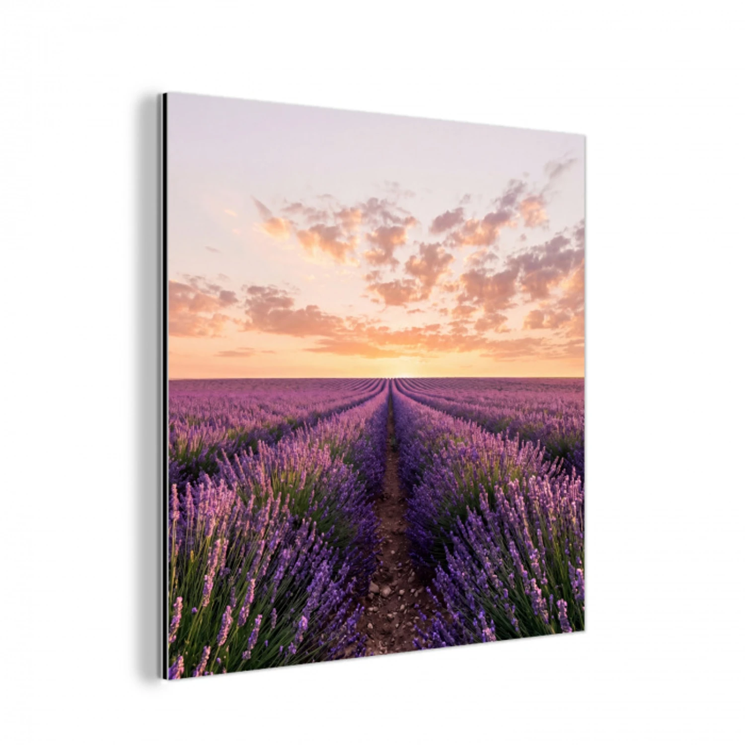 Landschap - Lavendelveld - Paars aluminium wit klein -3d
