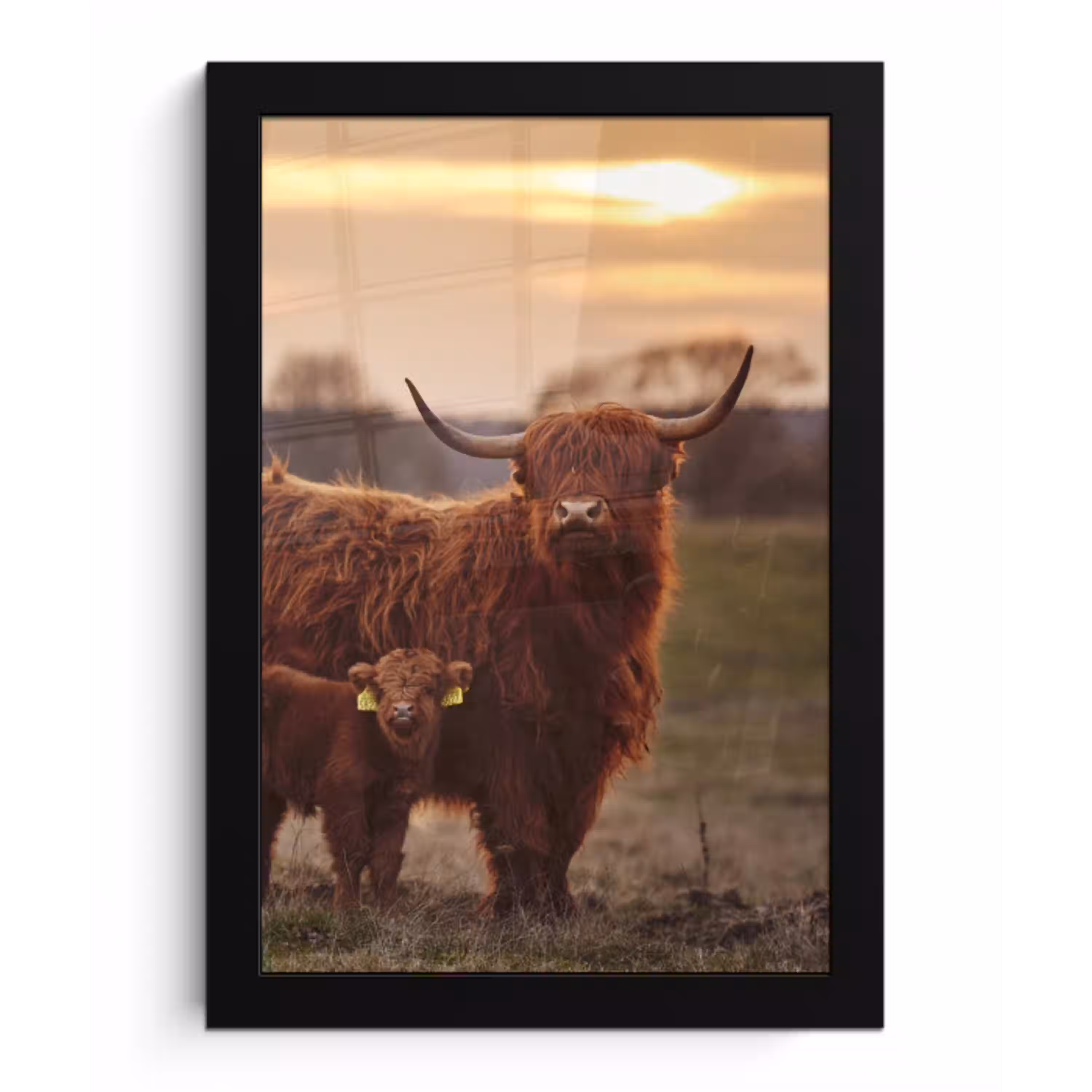 Schotse hooglander - Dieren - Landschap - Zonsondergang - Koe fotolijst zwart zonder passe partout klein -3d