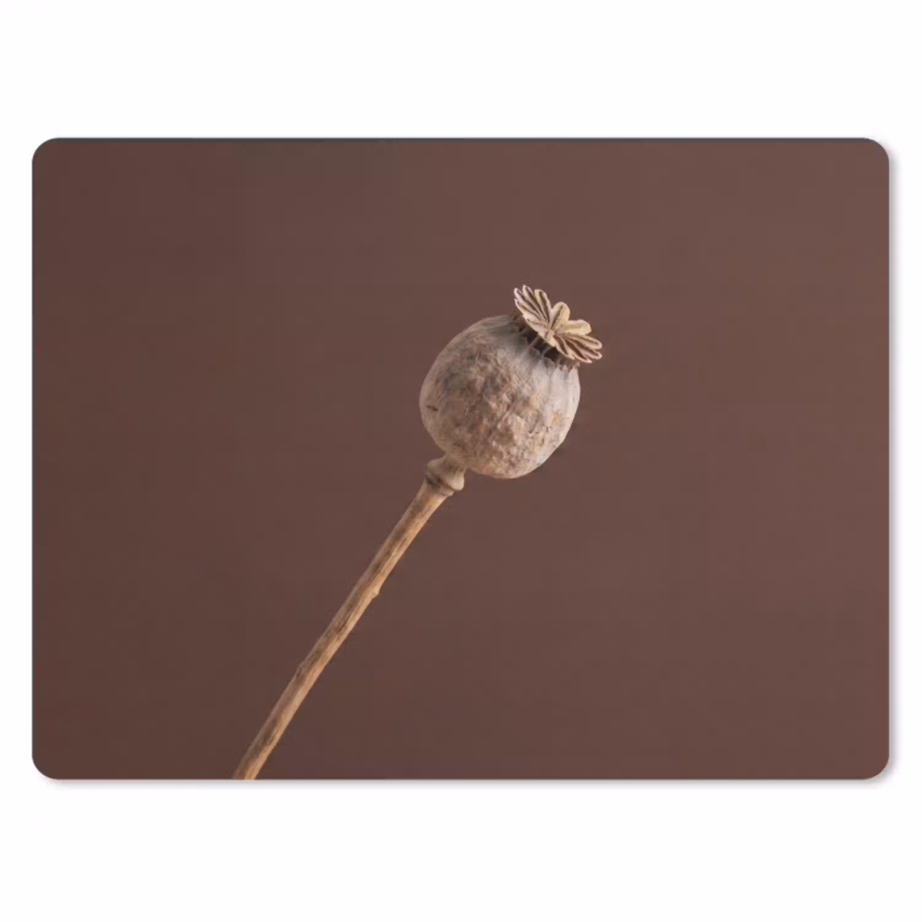 Papaverbol - Droogbloem - Bruin - Minimalistisch muismat rubber klein -3d