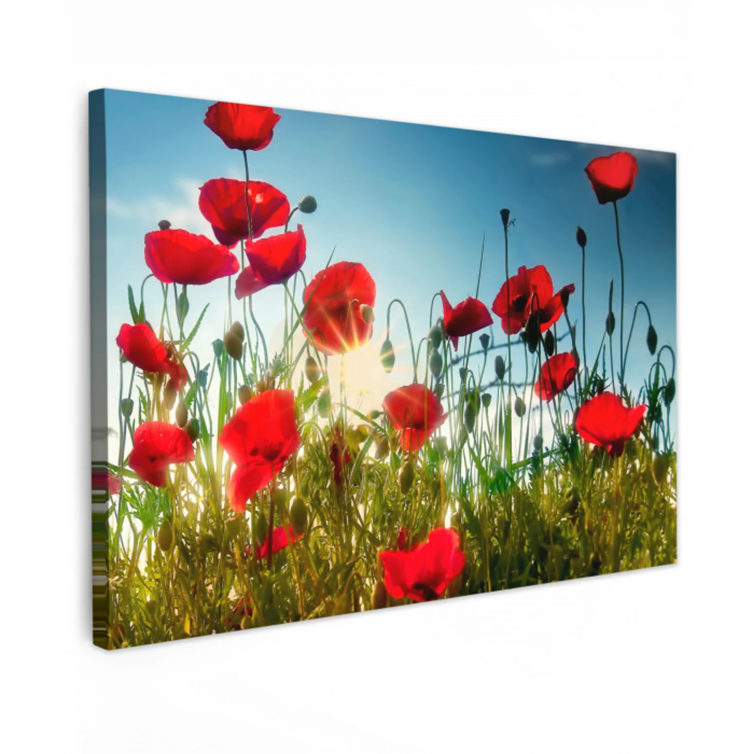 Klaprozen - Toscane - Zon - Rood - Blauw Tuinposter op houten frame 2 cm dik klein -3d