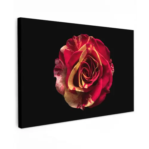 Bloem - Roos - Rood - Zwart canvas 2cm klein -z3d